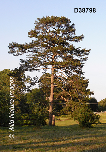 Slash Pine (Pinus elliottii)